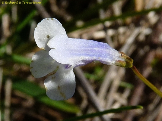 {Lindernia monticola}